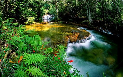 1280x1024px Free Download Hd Wallpaper Tropical Rainforest Jungle