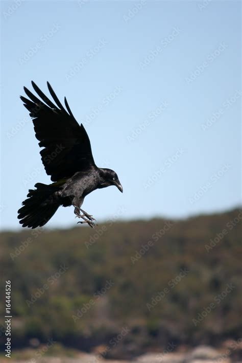 Crow Swooping Down In Flight Stock Photo Adobe Stock