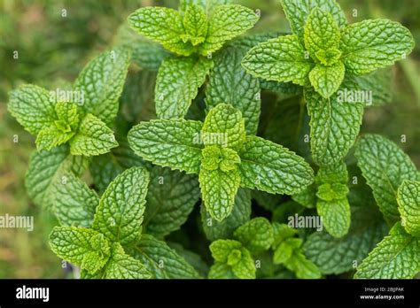 Mint Leaves Close Up In Natural Light In The Garden Directly From