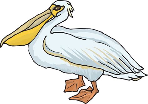 Pelican Clipart 20 Free Cliparts Download Images On Clipground 2023