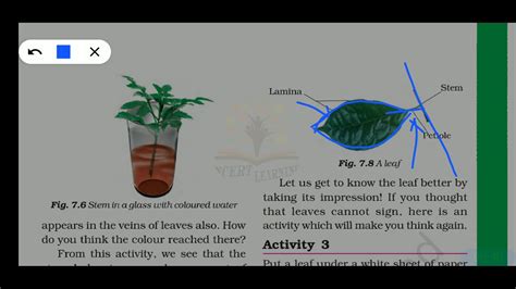 Getting To Know Plants Class 6 Science Part 2 Youtube