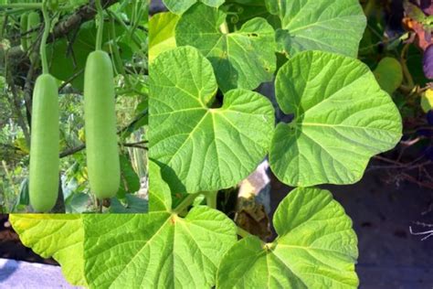 Hot promotions in bottle gourd on aliexpress: Growing Bottle Gourd Hydroponically (Lauki) from Seed ...