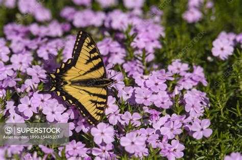 Canadian Tiger Swallowtail Papilio Canadensis Nectaring Garden Phlox