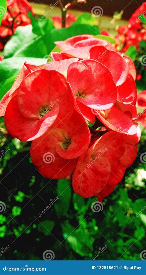 Beautiful Blooming Red Flowers In Garden Stock Image Image Of Green