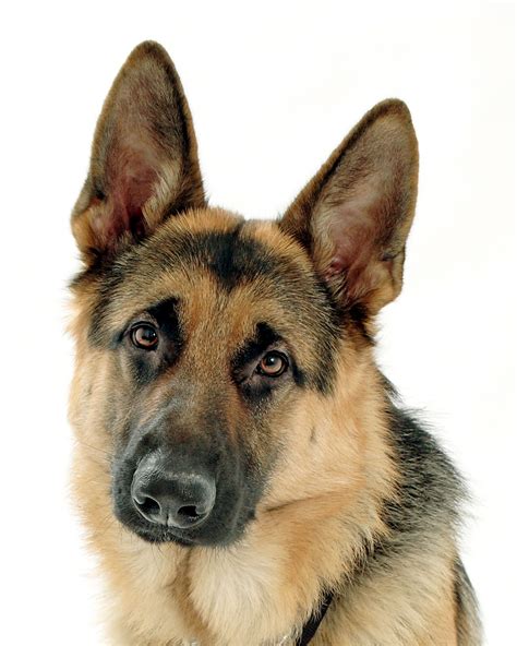 Beautiful German Shepherd Wonderful Dogs Pinterest