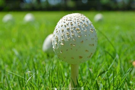 How To Get Rid Of Mushrooms In Lawn 3 Natural Ways Crabgrasslawn
