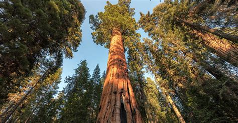 The Giant Sequoia Sequoiadendron Giganteum The Biggest Tree In The