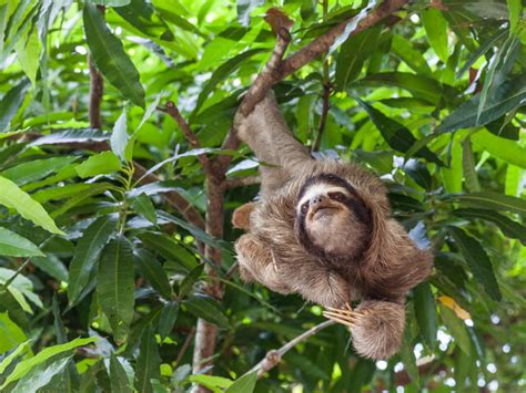 Why Are Sloths Slow And Six Other Sloth Facts Stories Wwf