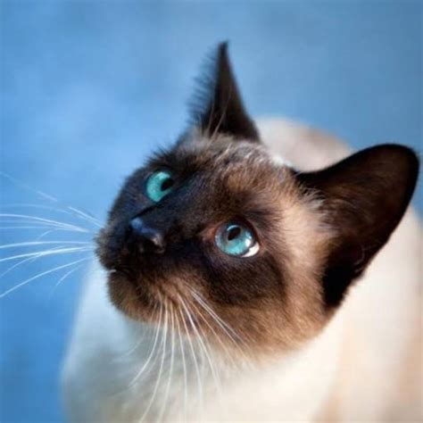 Gato Siames Wiki Animales And Naturaleza Amino