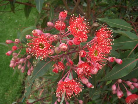 Spring Blossom Quilts Red Flowering Gum Tree