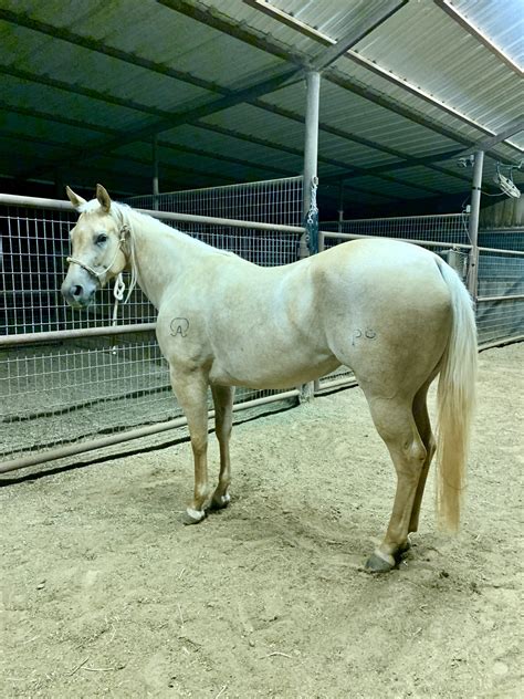 3 Year Old Daughter Of Yellow Roan Of Texas