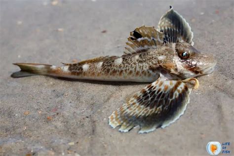 Sea Robin Fish Care A Fish With Legs And Wings