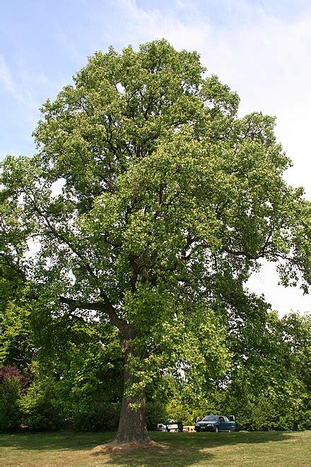 Liriodendron Tulipifera Wikipedia