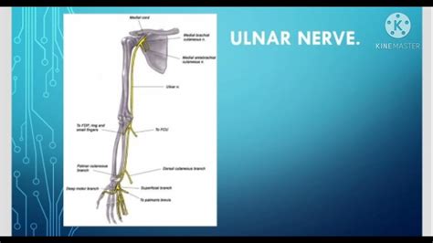Ulnar Nerve Root Value Course Relations Branches Clinical