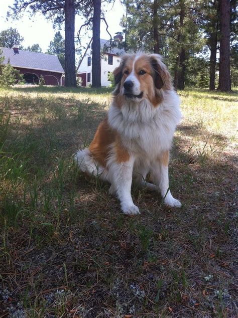 47 Great Pyrenees Mix With Bernese Mountain Dog Pic Bleumoonproductions
