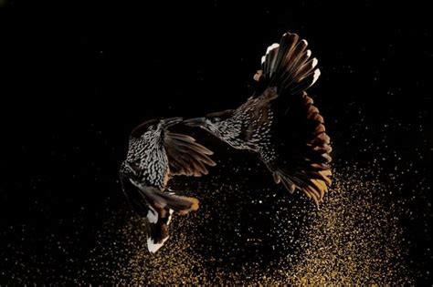 Winning Images From The Bird Photographer Of The Year Awards 2020