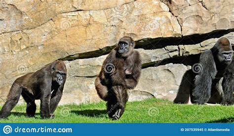 Three Gorillas Making Show Stock Image Image Of Gorillas 207535945