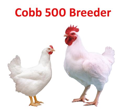 Poultry Breed Genetics Cobb 500 Broiler Parent Stock Protimax