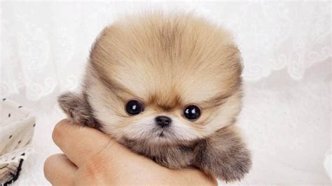 Are your puppies toy pomeranians, teacup pomeranians or mico mini pomeranians? 10 Dog Breeds That Need No Exercise - OHL
