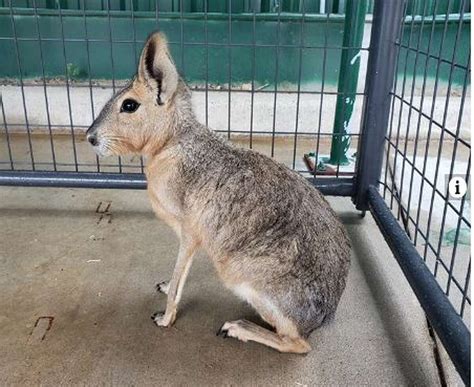 Deer Rabbit Or Dog Mystery Animal Rescued In Katy
