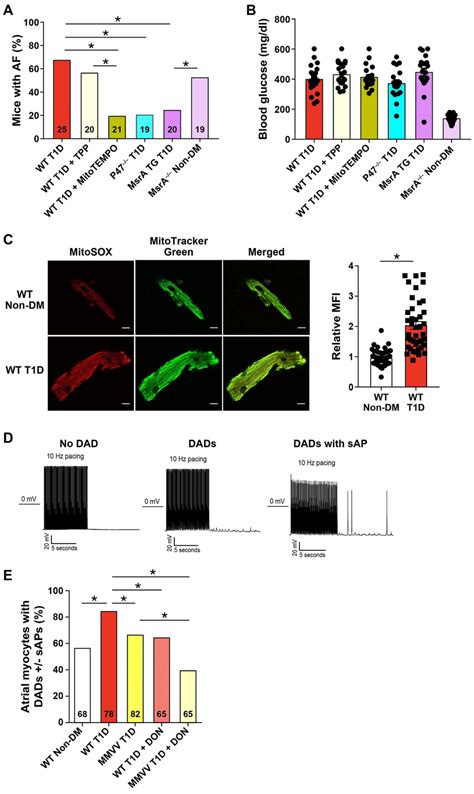 Mitochondrial Targeted ROS Inhibition Protects From AF In Diabetes A