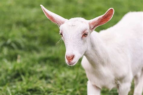 A Small White Goat Standing On Top Of A Lush Green Grass Covered Field