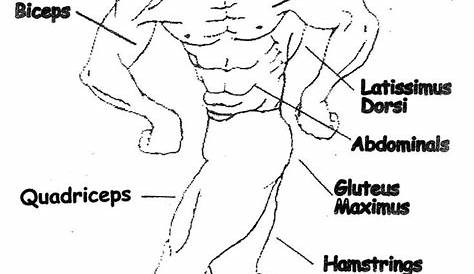Muscular System Worksheet High School - worksSheet list