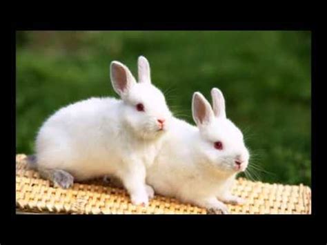 Mengambar sketsa hewan sederhana dengan mudah bisa kalian lihat pada sketsa di bawah ini. GAMBAR KELINCI PALING LUCU DAN PALING MAHAL DI DUNIA - YouTube