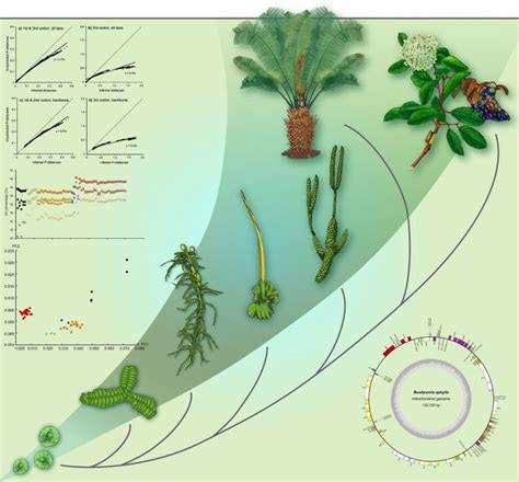 Eeb3220 Evolution Of Green Plants Bernard Goffinet Bryology And