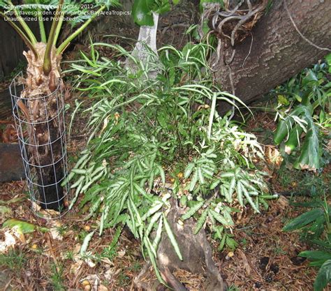 A fern food during the growing season. PlantFiles Pictures: Silver Lace Fern, Slender Brake Fern ...