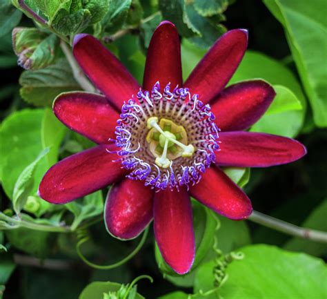 Red Passion Flower Photograph By Venetia Featherstone Witty Pixels