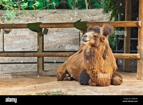 Camel Sheep Hi Res Stock Photography And Images Alamy