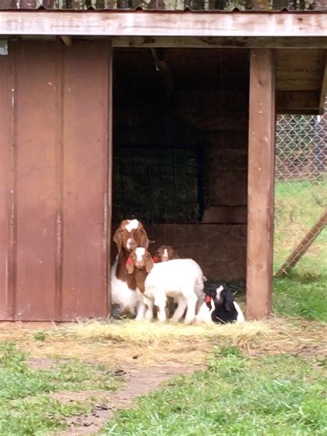 Goatzz Rainbows End Goat Ranch Is Goat Ranch Located In Salkum