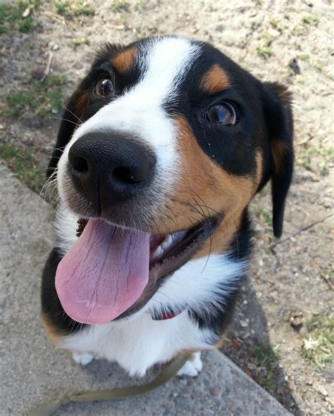 Meet Roman A Happy Entlebucher Mountain Dog Puppy Aww