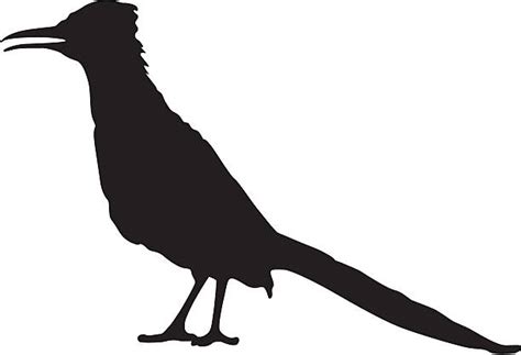 Roadrunner Illustrations Royalty Free Vector Graphics And Clip Art Istock