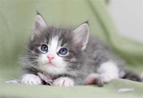 画像 猫好きに贈る かわいい子猫 画像まとめ Naver まとめ