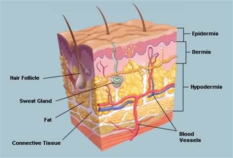 Skin Definition Structure And Functions Of Skin