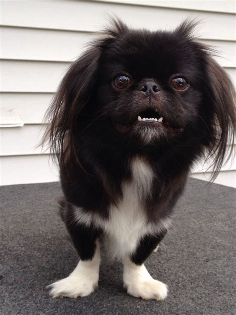 My Smiling Black And White Pekingese His Name Is Cooper Looks A Lot