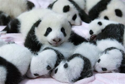 Panda Pandas Baer Bears Baby Cute Iphone Wallpaper The Hd