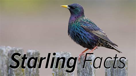9 Facts About Starlings An Infographic Bird B Gone Llc