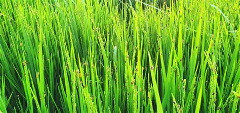 New paddy bug infestation threatens Essequibo rice crop, farmers say - Stabroek News