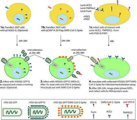 Frontiers Generation Of SARS CoV 2 Spike Pseudotyped Virus For Viral
