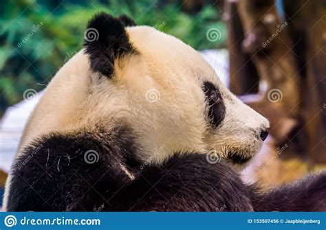 Closeup Of The Face Of A Giant Panda Bear From The Side Vulnerable