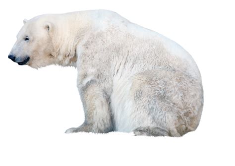 Polar White Bear Png Transparent Image Download Size 1062x752px