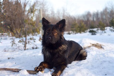 Watch this beautiful sable german shepherd grow from 8 weeks to one year. Oakley, our black sable coated DDR German Shepherd | Sable ...