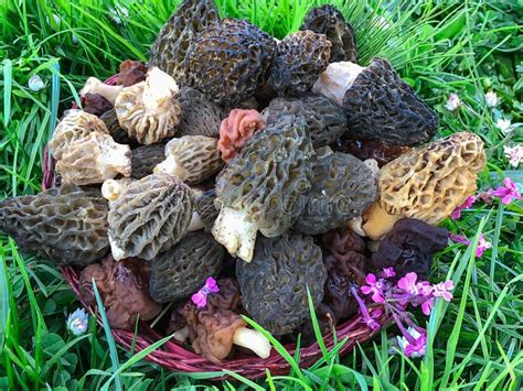 Edible Fully Natural Mushrooms Stock Image Image Of Perforated Fully