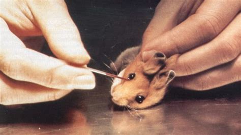 As seen on glossier, dr. Petition · Tell Neutrogena to stop all animal testing ...
