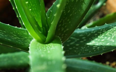 Lidah buaya atau aloe vera adalah tanaman dari mediterania yang mengandung banyak sekali nutrisi di dalamnya. 3 petua tradisional untuk diabetes | Free Malaysia Today