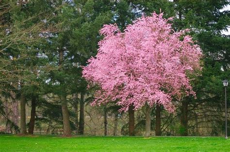 Kv Flowering Plum Tree Has Pink Blooms In Spring Flowering Plum Tree