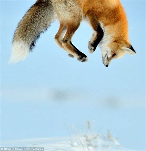Its Playtime Cute Animals Playtime In The Snow Fox Cute Animals
